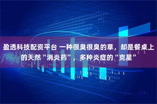 盈透科技配资平台 一种很臭很臭的草，却是餐桌上的天然“消炎药”，多种炎症的“克星”